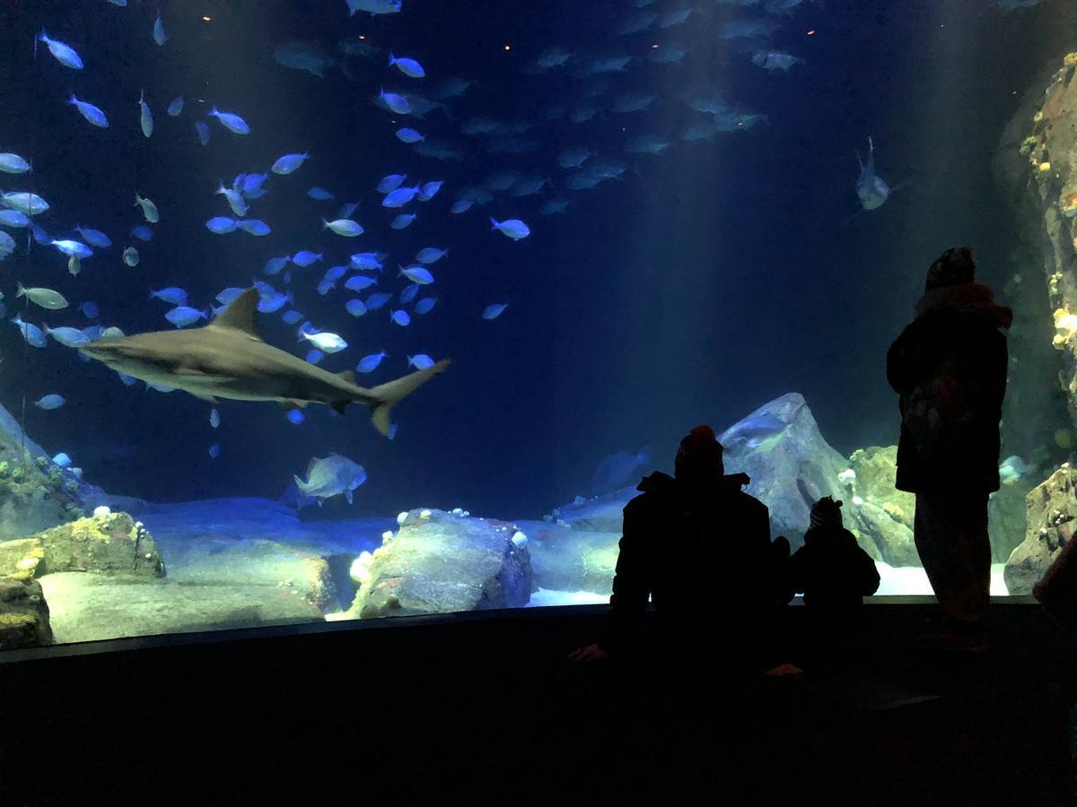 New York Aquarium — Shark tank viewing