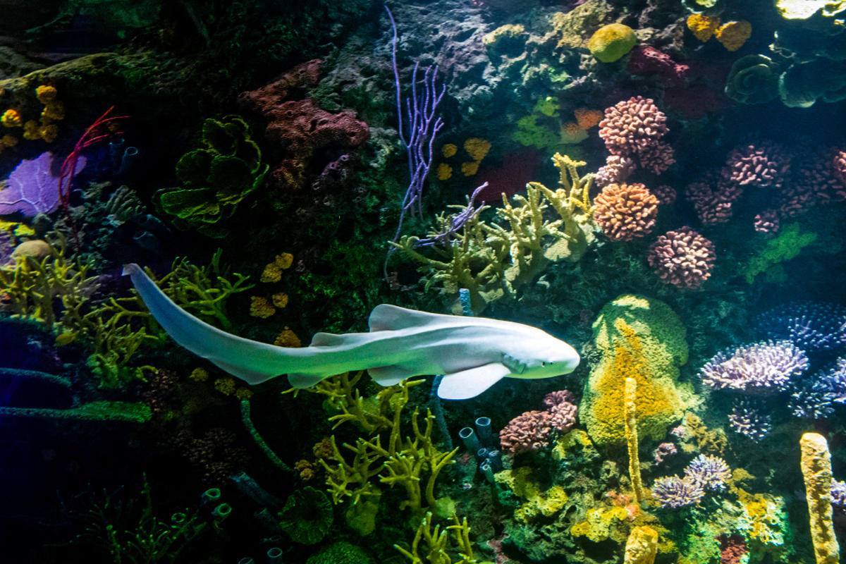 NY Aquarium — Manwarren Habitats