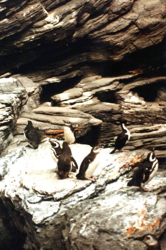 Oceanario de Lisboa — Penguin habitat rocks