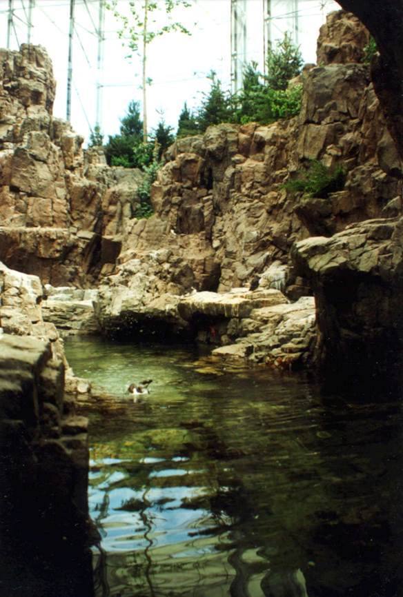 Oceanario de Lisboa — Puffin exhibit pool