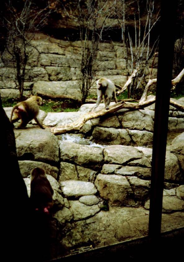 Prospect Park Zoo — Baboon habitat rockscape