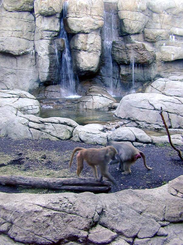 Prospect Park Zoo — Baboon waterfall habitat