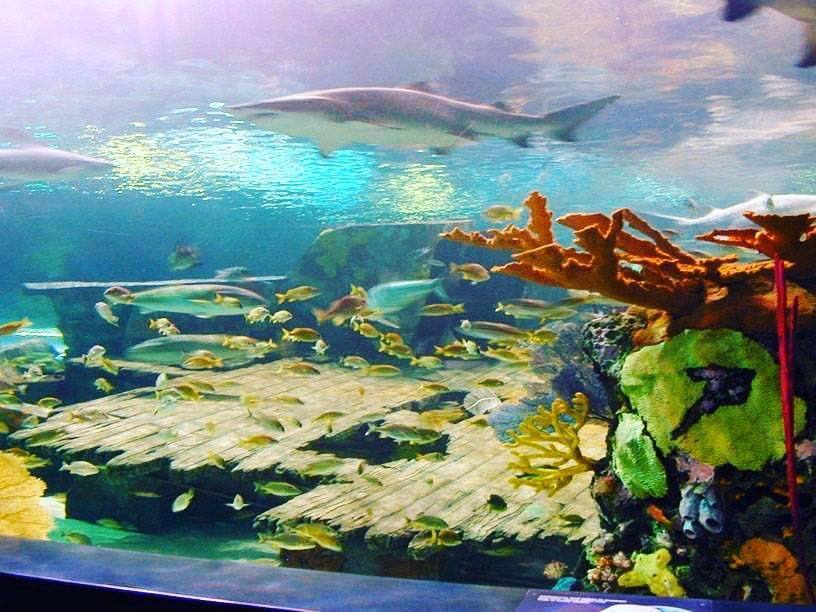 Public Aquarium — Manwarren Habitats