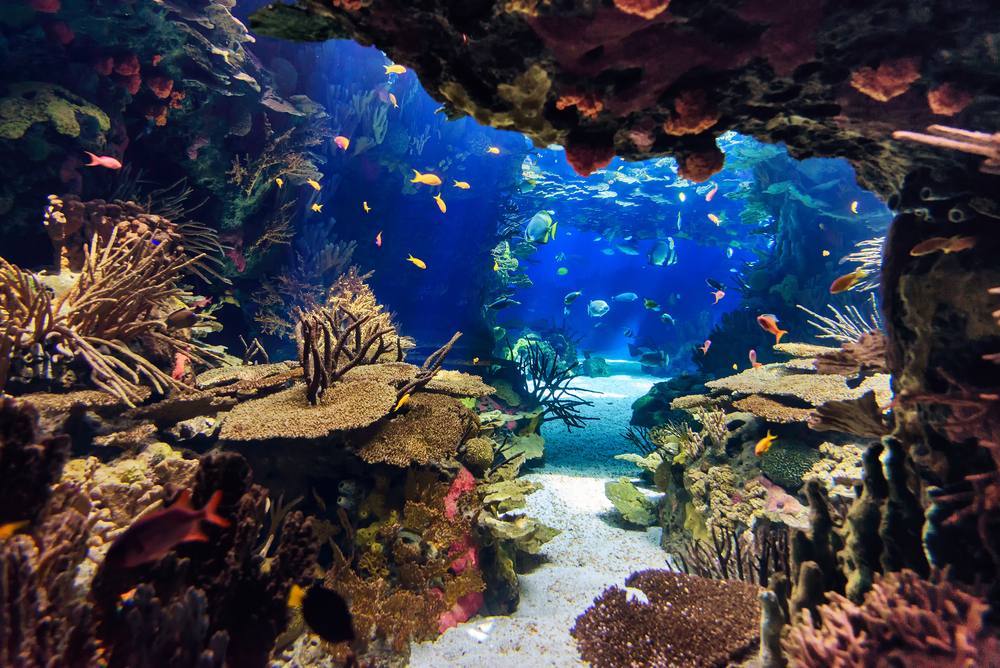 Public Aquarium — Manwarren Habitats