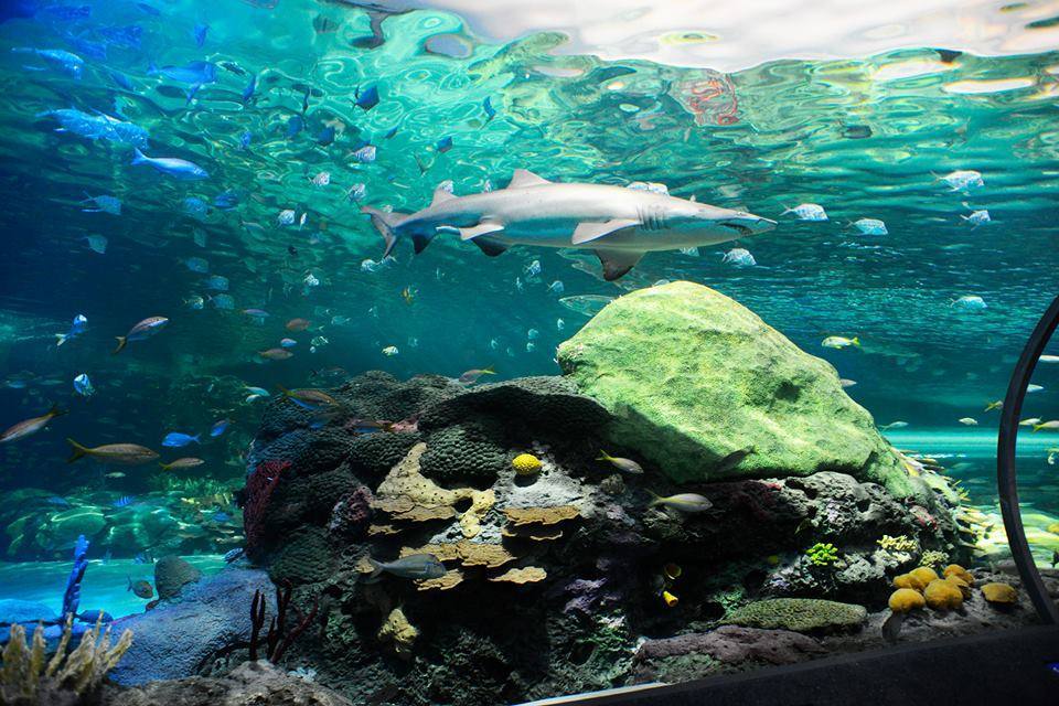 Ripley's Aquarium — Manwarren Habitats
