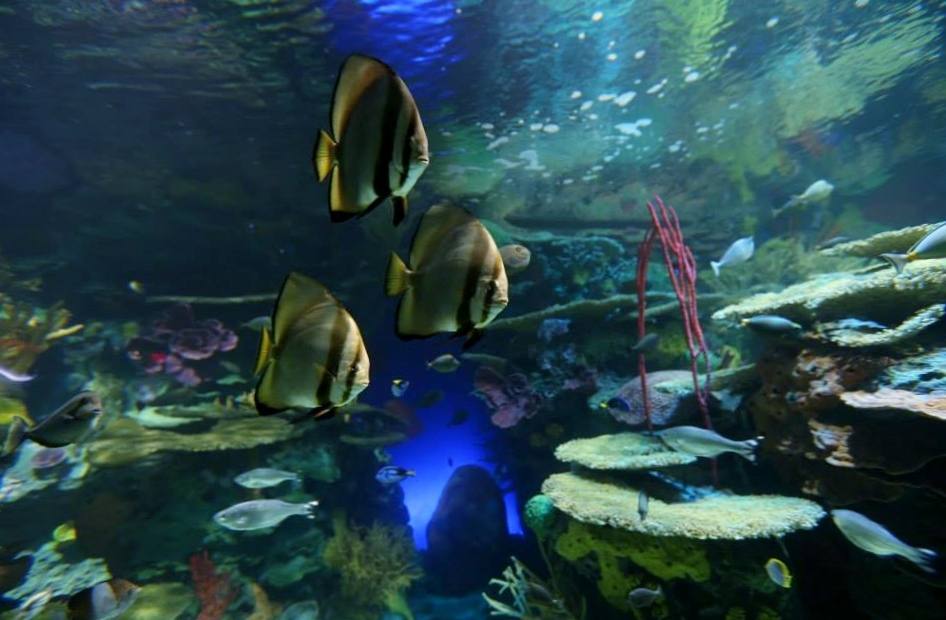 Ripley's Aquarium — Manwarren Habitats