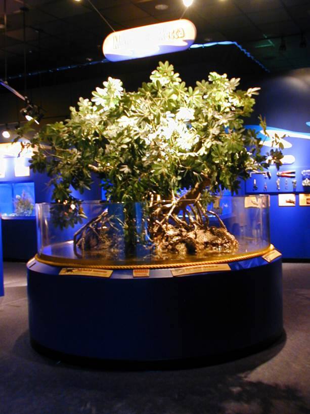 Ripley's Aquarium — Manwarren Habitats