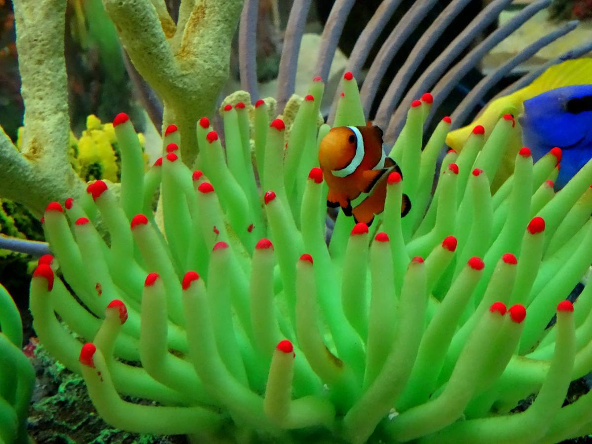 Ripley's Aquarium — Manwarren Habitats