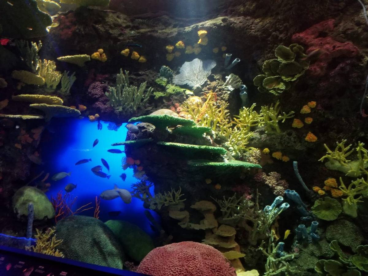 Ripley's Aquarium of Canada — Manwarren Habitats