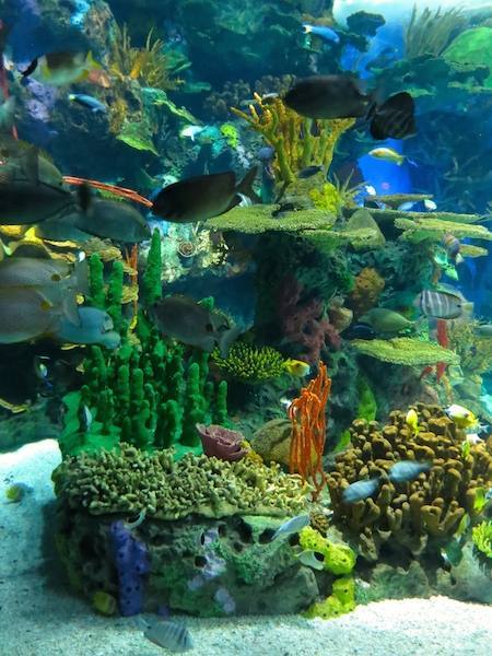 Ripley's Aquarium of Canada — Manwarren Habitats