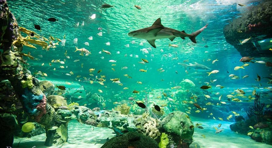 Ripley's Aquarium of Canada — Manwarren Habitats
