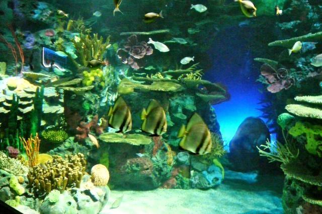 Ripley's Aquarium of Canada — Manwarren Habitats
