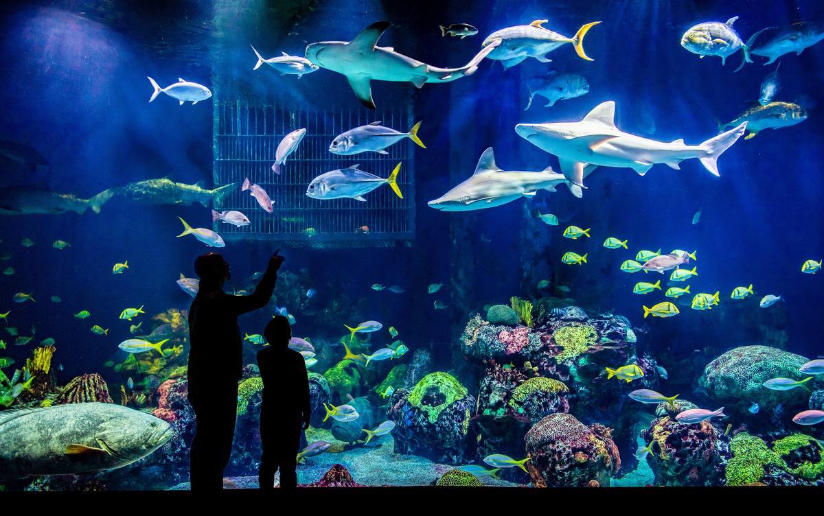 Ripley's Aquarium of Canada — Manwarren Habitats