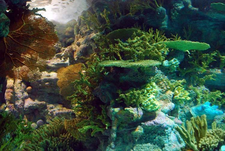 Shanghai Ocean Aquarium — Manwarren Habitats