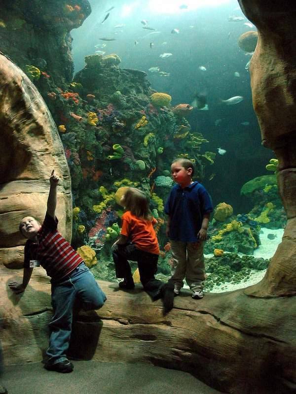 Tennessee Aquarium — Manwarren Habitats