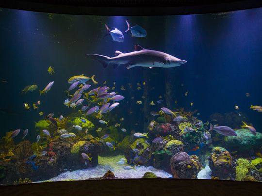 Wonders of Wildlife — Manwarren Habitats